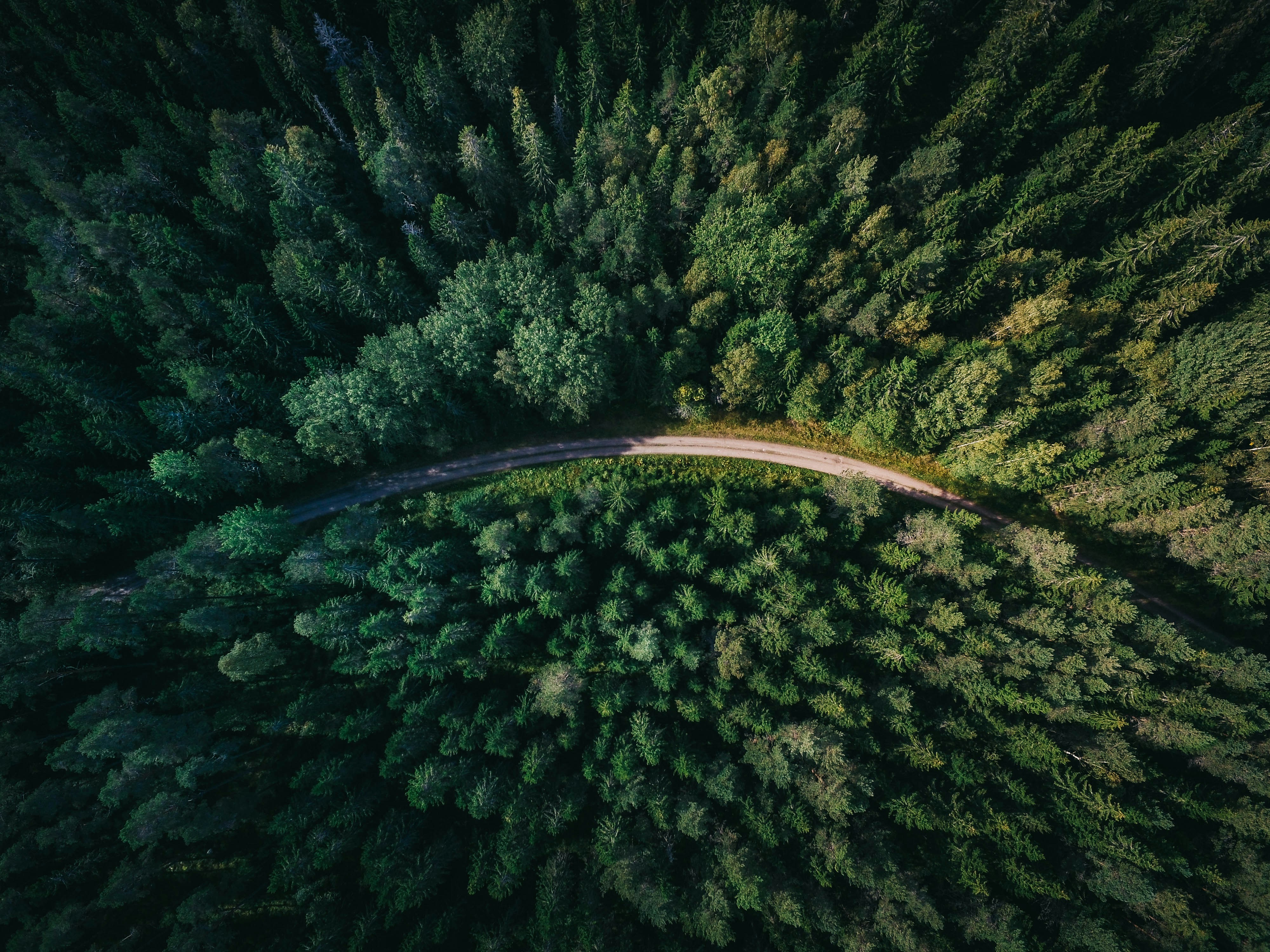 Vista aérea de uma estrada curvando-se por uma floresta verde exuberante
